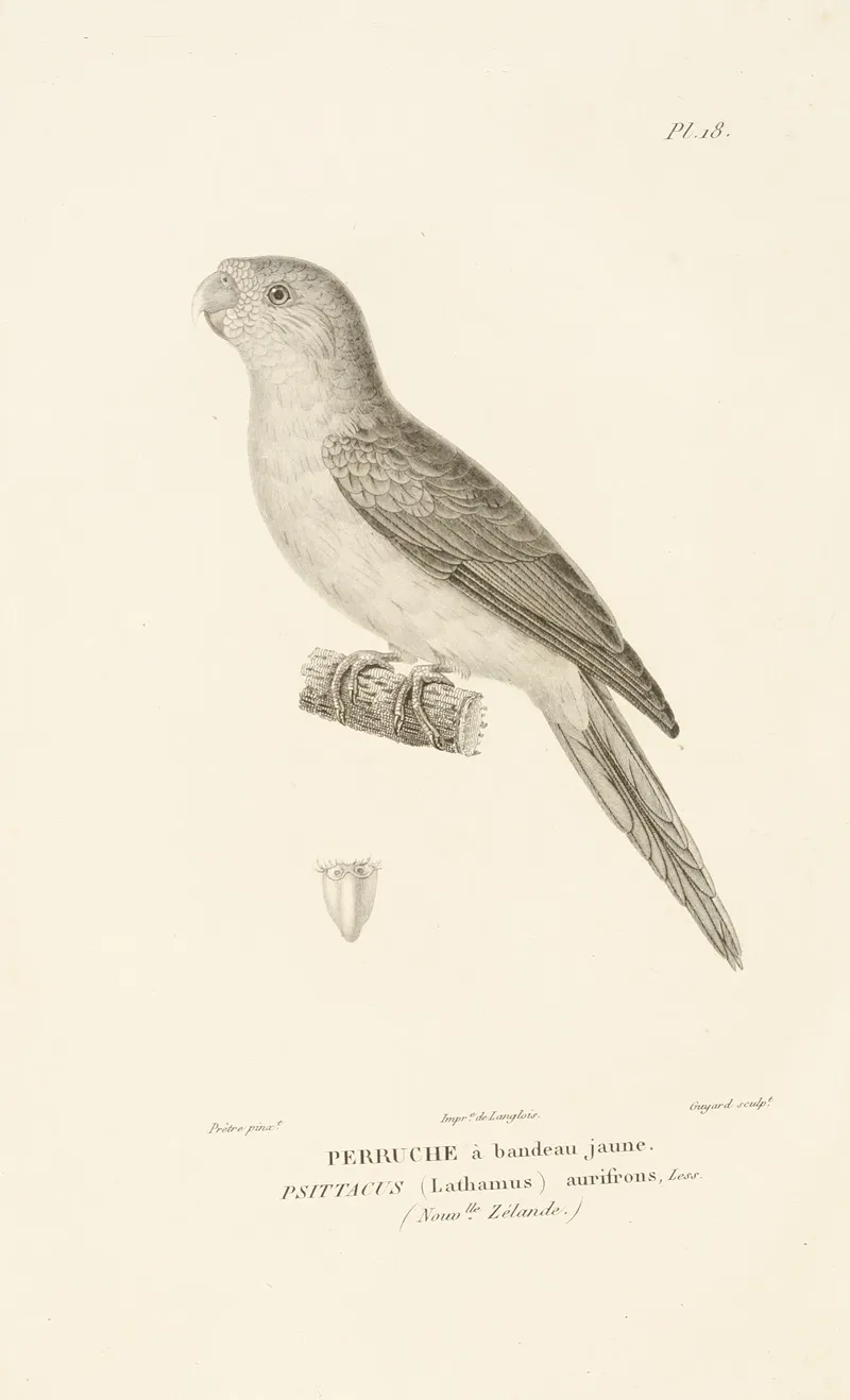 Centurie Zoologique Pl 18 Wall Art by René-Primevère Lesson - High-Resolution Digital Print