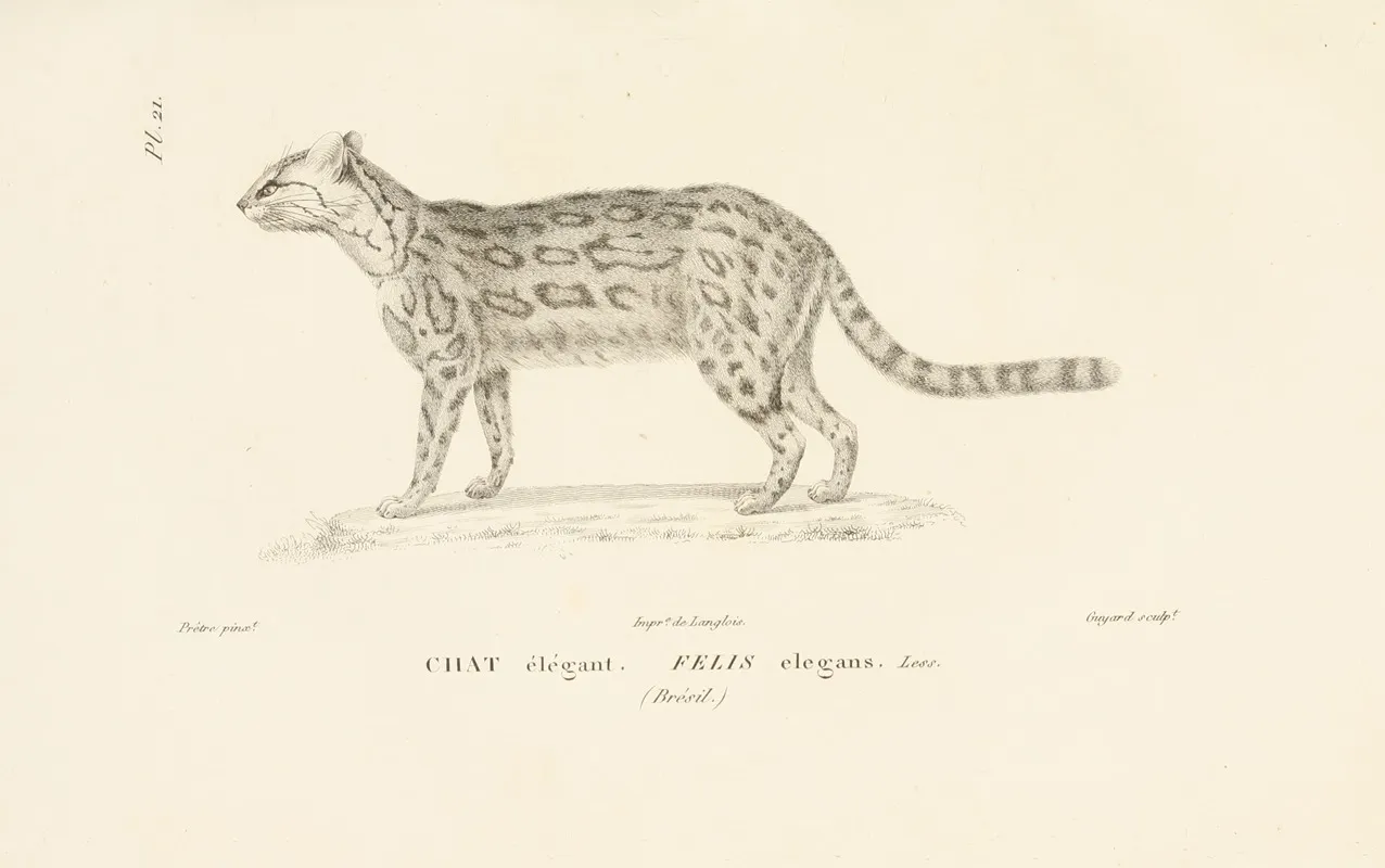 Centurie Zoologique Pl 21 Wall Art by René-Primevère Lesson - High-Resolution Digital Print