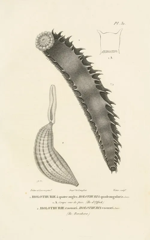 Centurie Zoologique Pl 31 Wall Art by René-Primevère Lesson - High-Resolution Digital Print