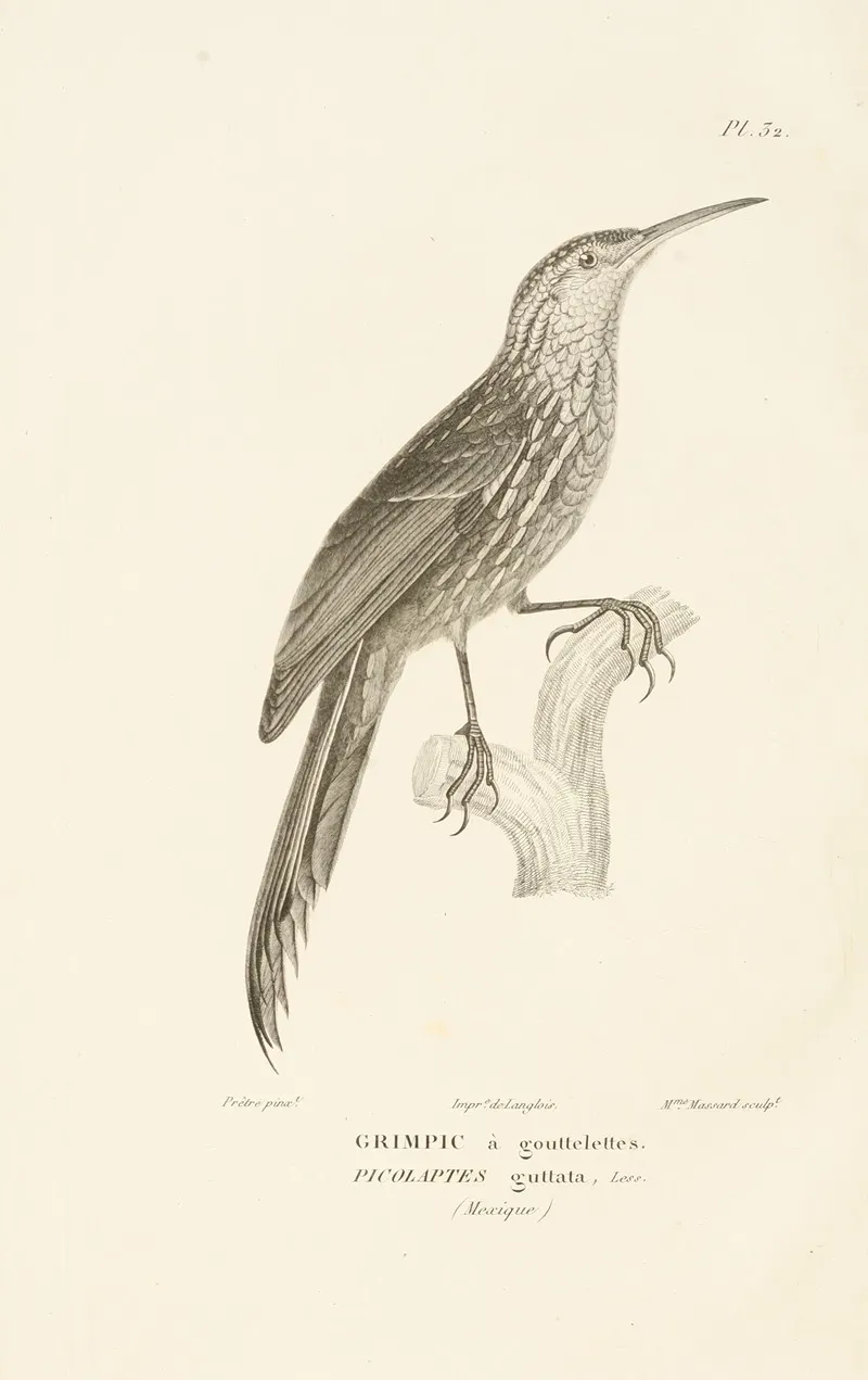 Centurie Zoologique Pl 32 Wall Art by René-Primevère Lesson - High-Resolution Digital Print