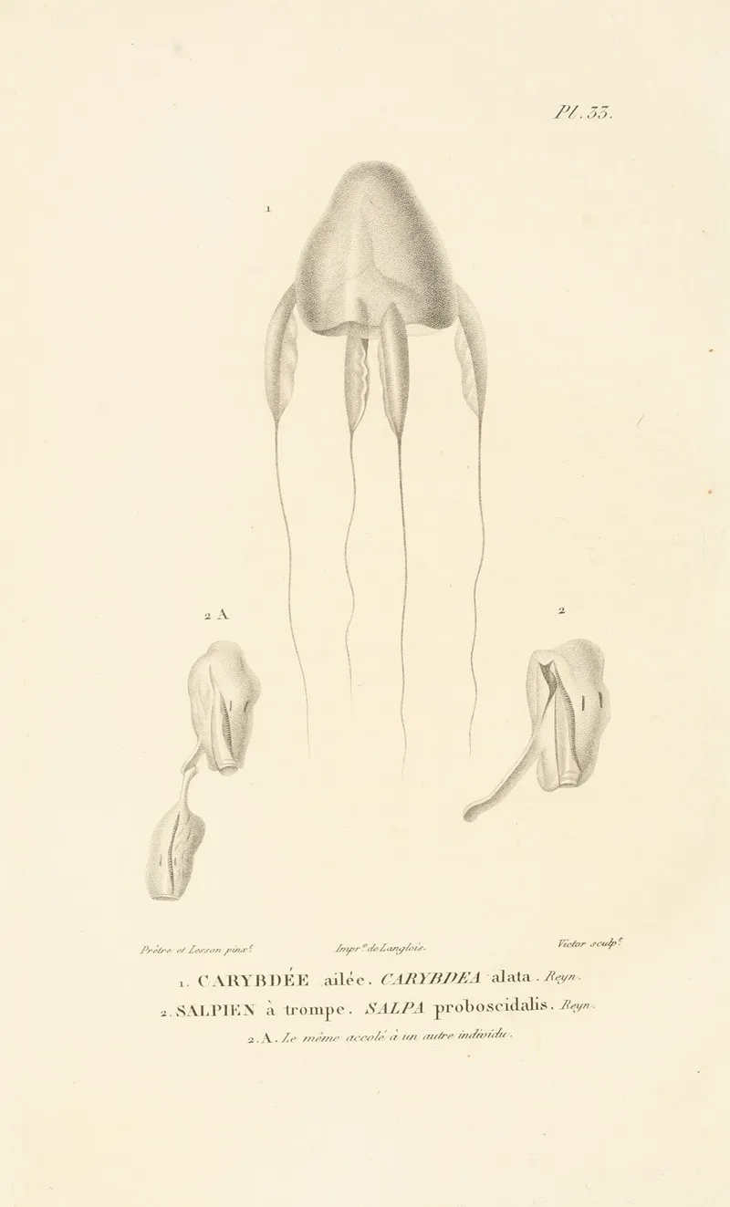 Centurie Zoologique Pl 33 Wall Art by René-Primevère Lesson - High-Resolution Digital Print