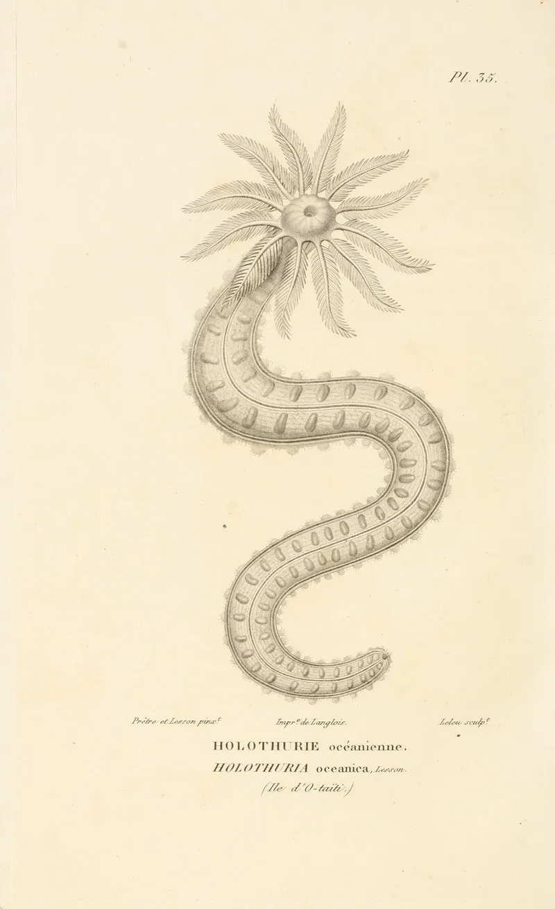 Centurie Zoologique Pl 35 Wall Art by René-Primevère Lesson - High-Resolution Digital Print