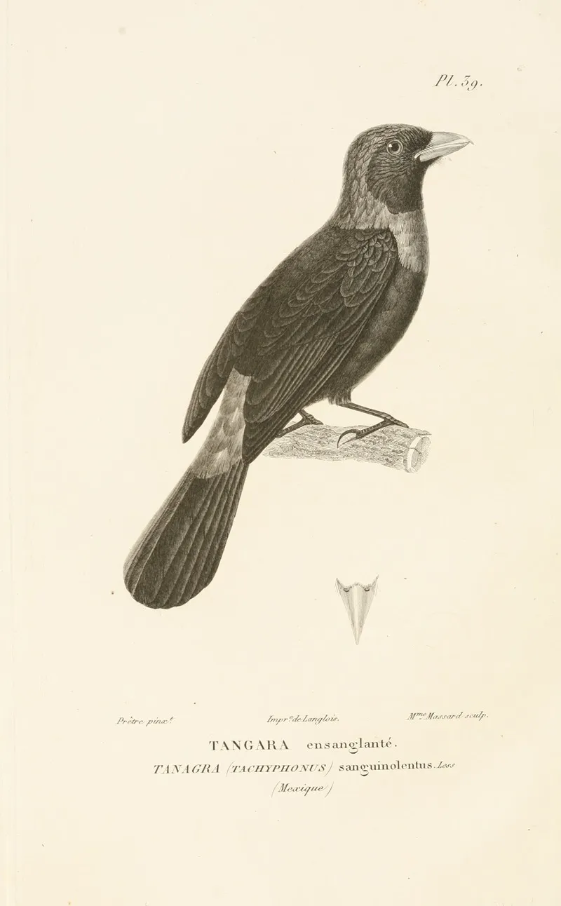 Centurie Zoologique Pl 39 Wall Art by René-Primevère Lesson - High-Resolution Digital Print