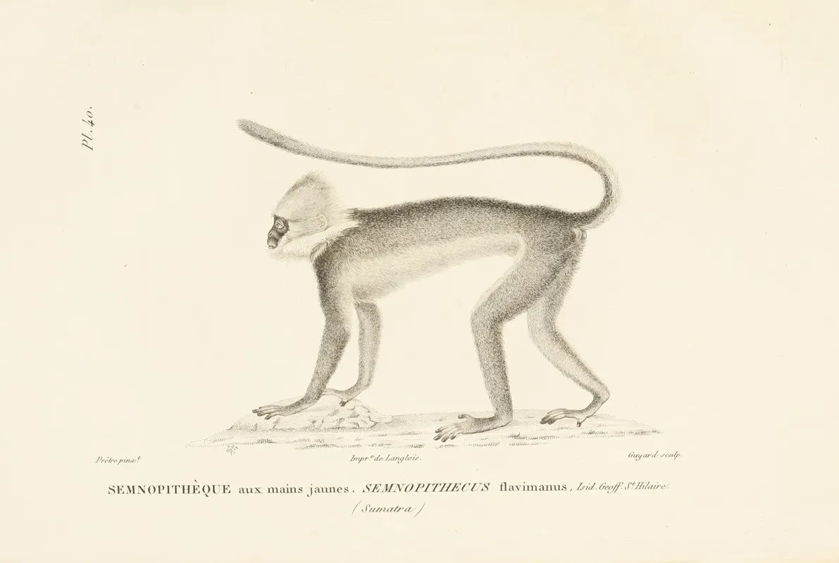 Centurie Zoologique Pl 40 Wall Art by René-Primevère Lesson - High-Resolution Digital Print