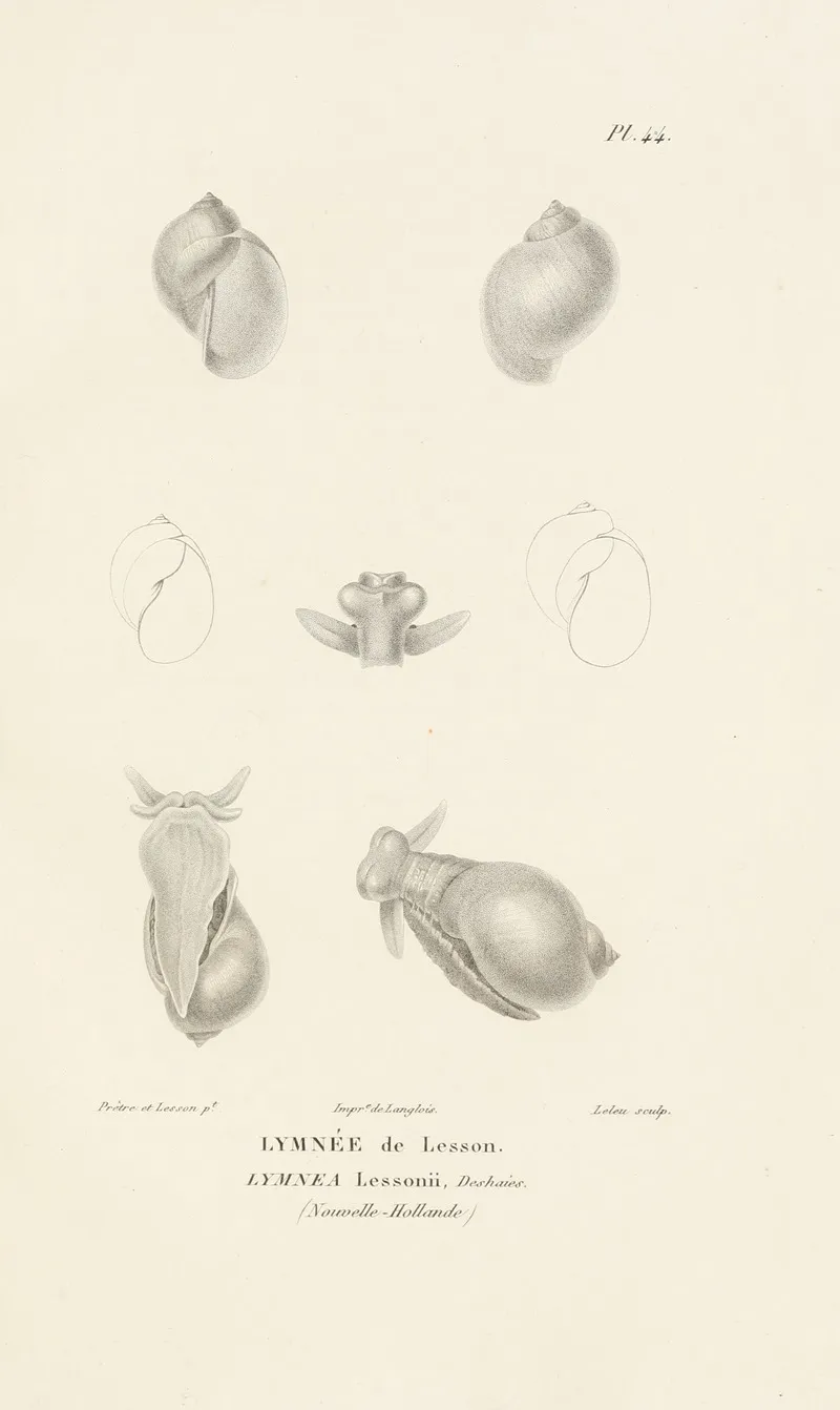 Centurie Zoologique Pl 44 Wall Art by René-Primevère Lesson - High-Resolution Digital Print