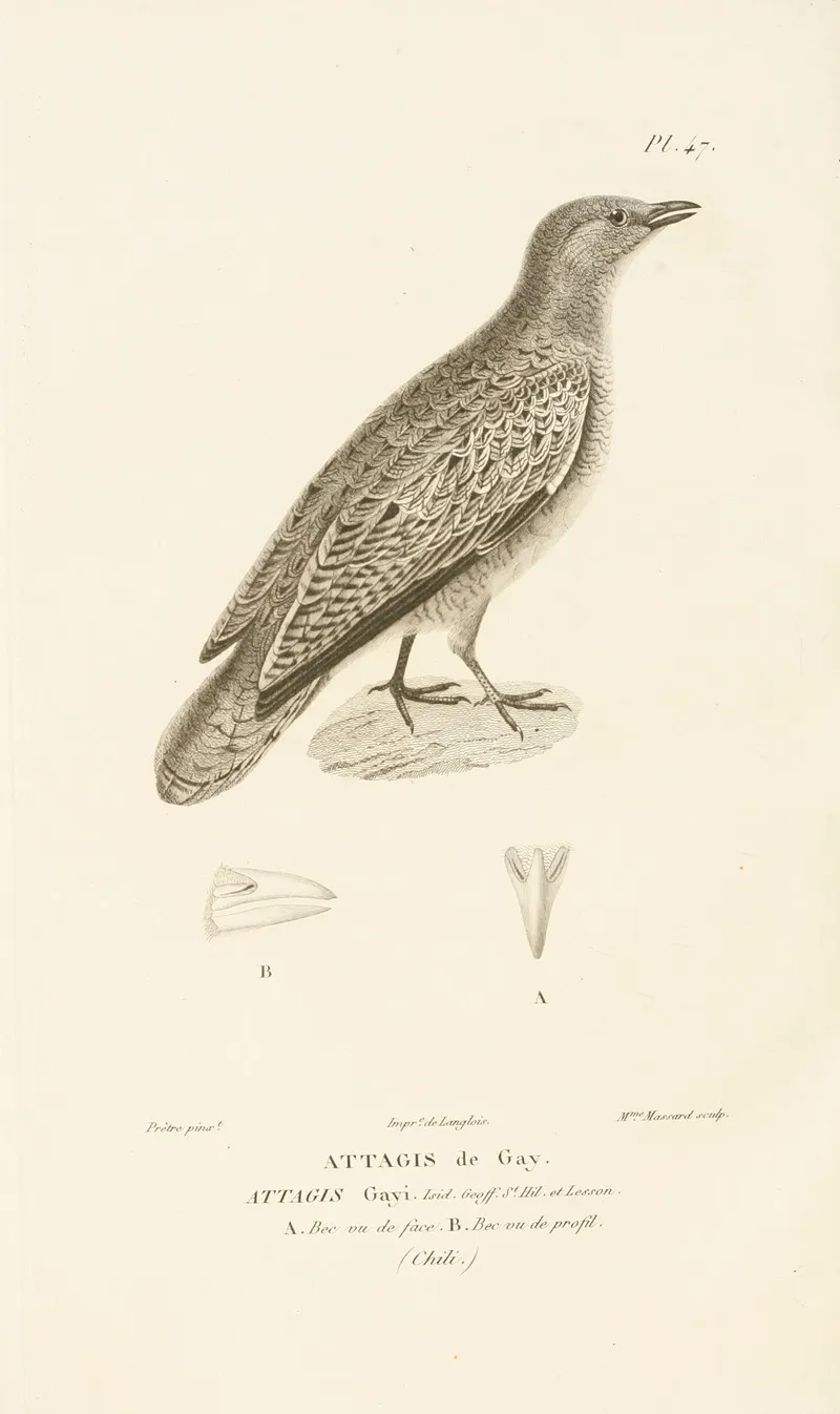 Centurie Zoologique Pl 47 Wall Art by René-Primevère Lesson - High-Resolution Digital Print
