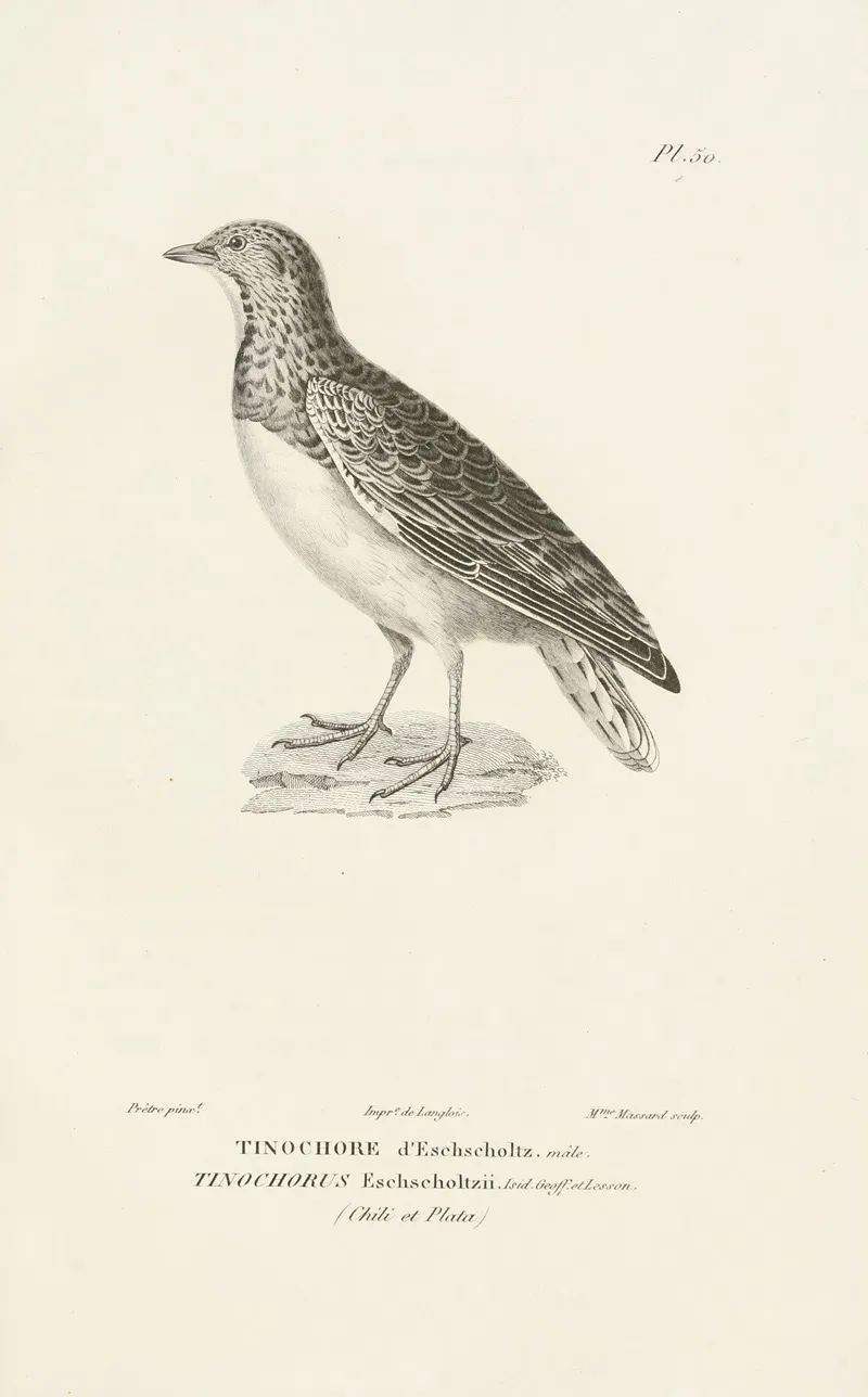 Centurie Zoologique Pl 50 Wall Art by René-Primevère Lesson - High-Resolution Digital Print