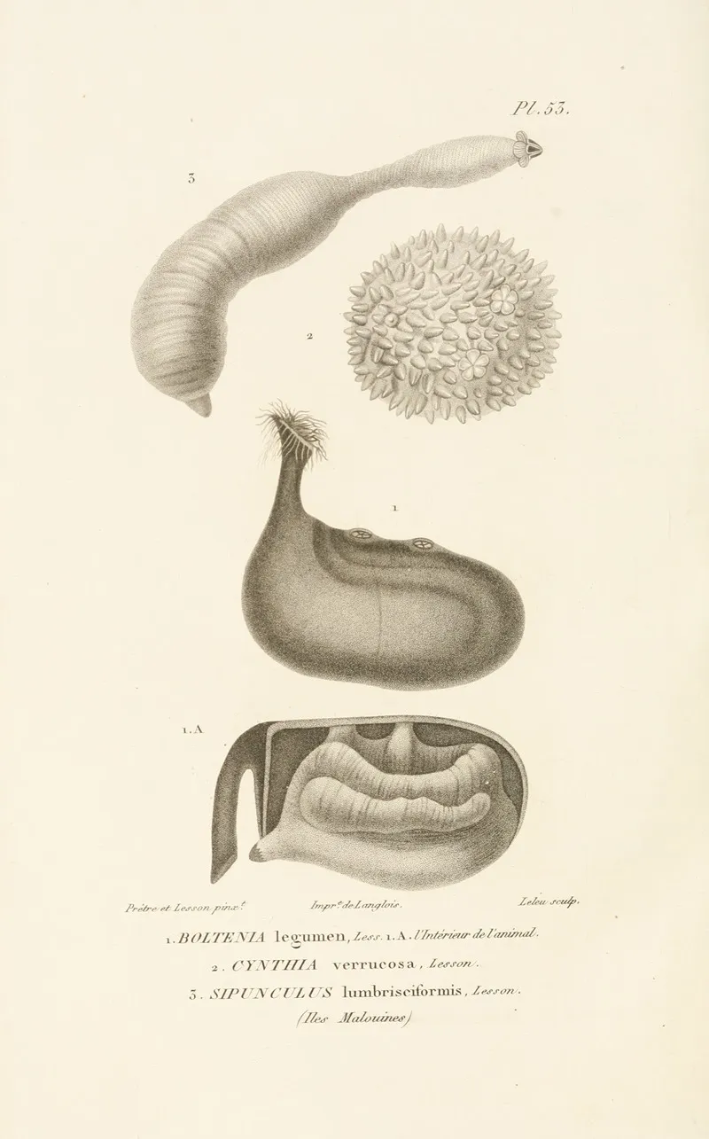 Centurie Zoologique Pl 53 Wall Art by René-Primevère Lesson - High-Resolution Digital Print