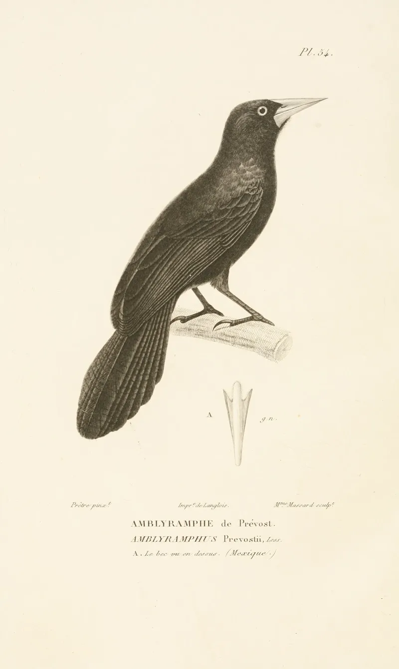 Centurie Zoologique Pl 54 Wall Art by René-Primevère Lesson - High-Resolution Digital Print