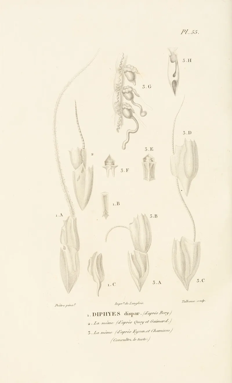 Centurie Zoologique Pl 55 Wall Art by René-Primevère Lesson - High-Resolution Digital Print