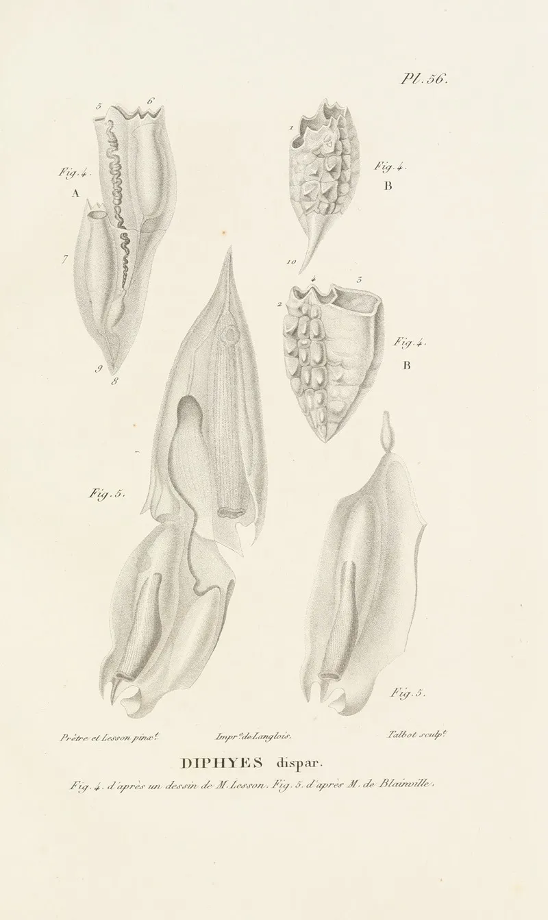 Centurie Zoologique Pl 56 Wall Art by René-Primevère Lesson - High-Resolution Digital Print