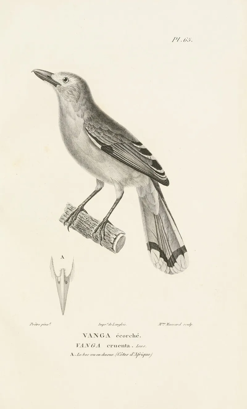 Centurie Zoologique Pl 64 Wall Art by René-Primevère Lesson - High-Resolution Digital Print