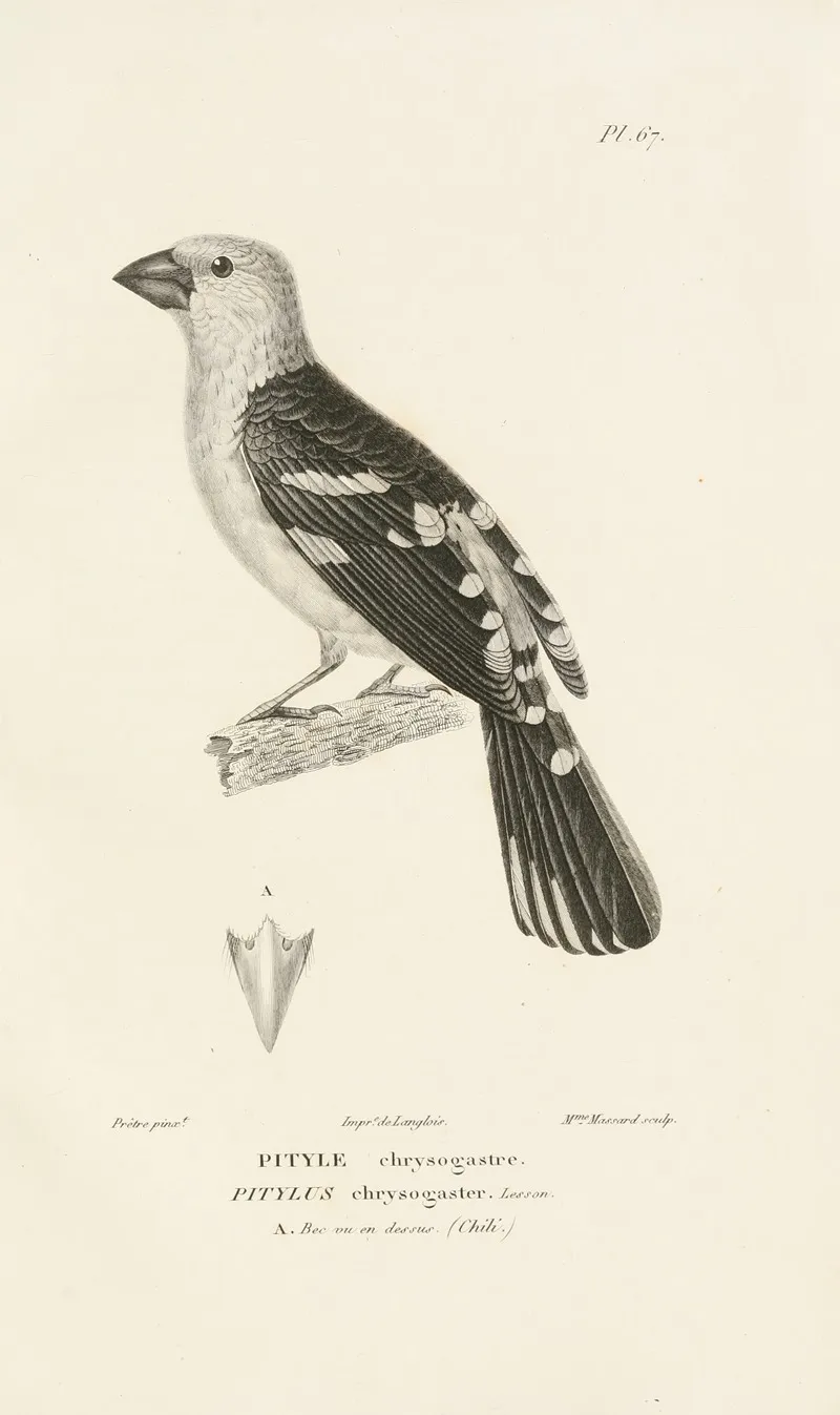 Centurie Zoologique Pl 66 Wall Art by René-Primevère Lesson - High-Resolution Digital Print