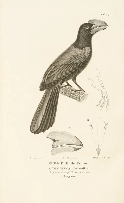 Centurie Zoologique Pl 73 Wall Art by René-Primevère Lesson - High-Resolution Digital Print