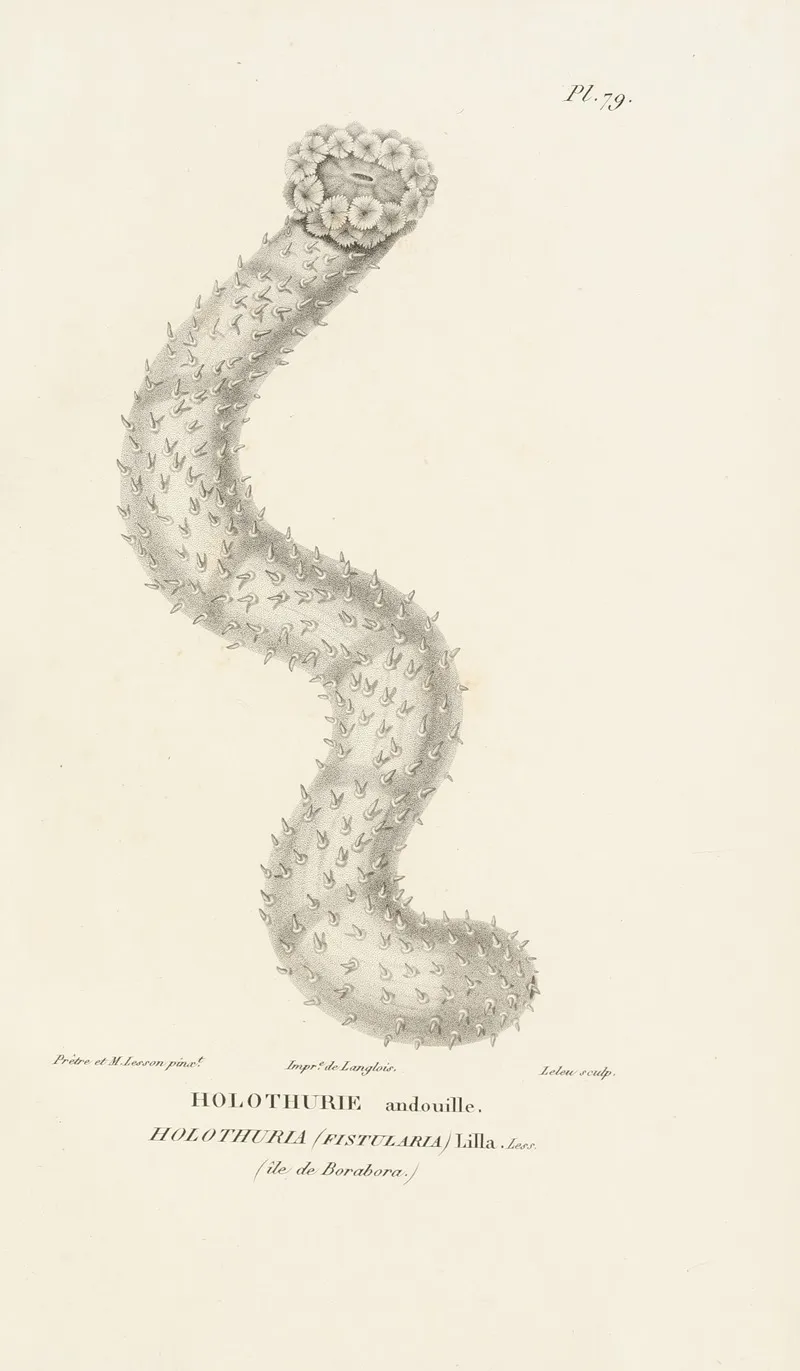 Centurie Zoologique Pl 78 Wall Art by René-Primevère Lesson - High-Resolution Digital Print