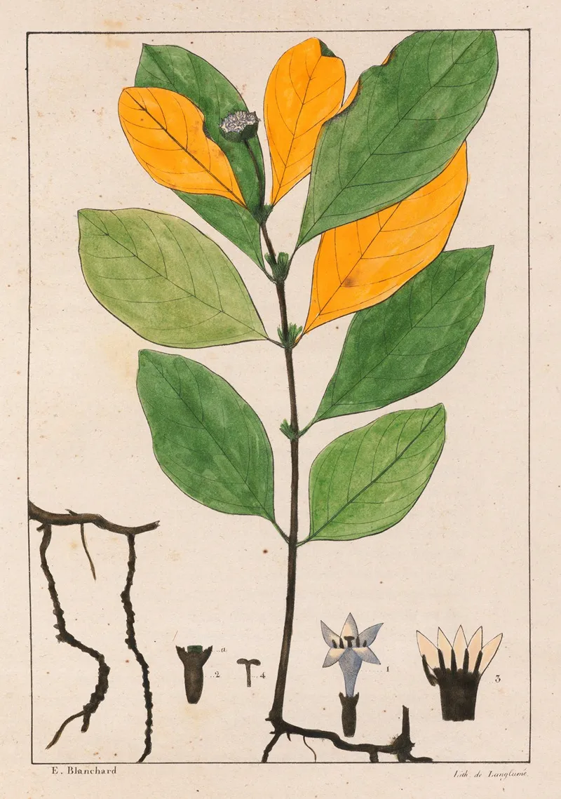Cepaelis Ipecacunha Wall Art by Auguste de Saint-Hilaire - High-Resolution Digital Print