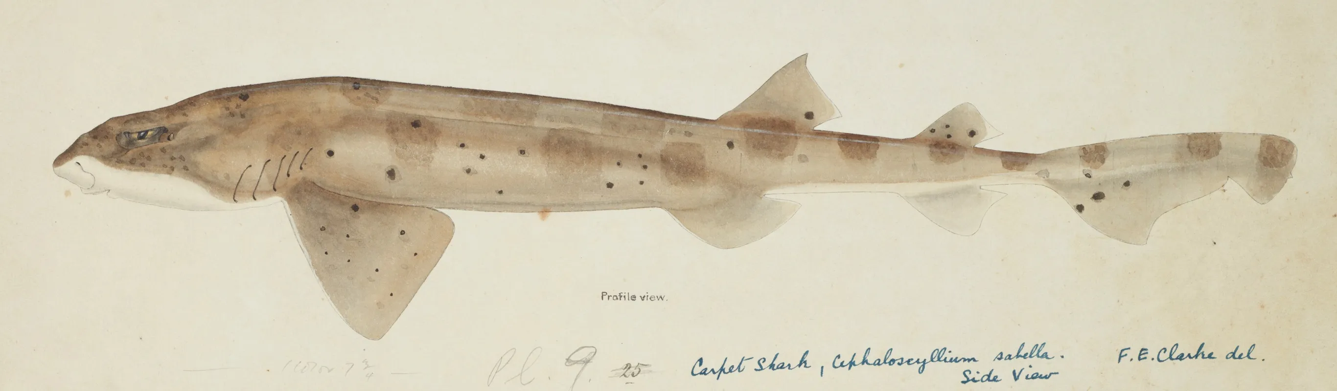 Cephaloscyllium Isabella Nz Carpet Shark