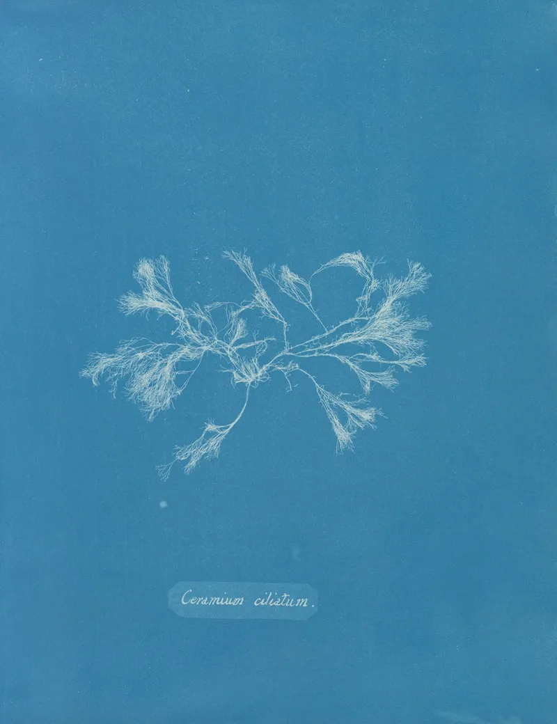 Ceramium Ciliatum Wall Art by Anna Atkins - High-Resolution Digital Print