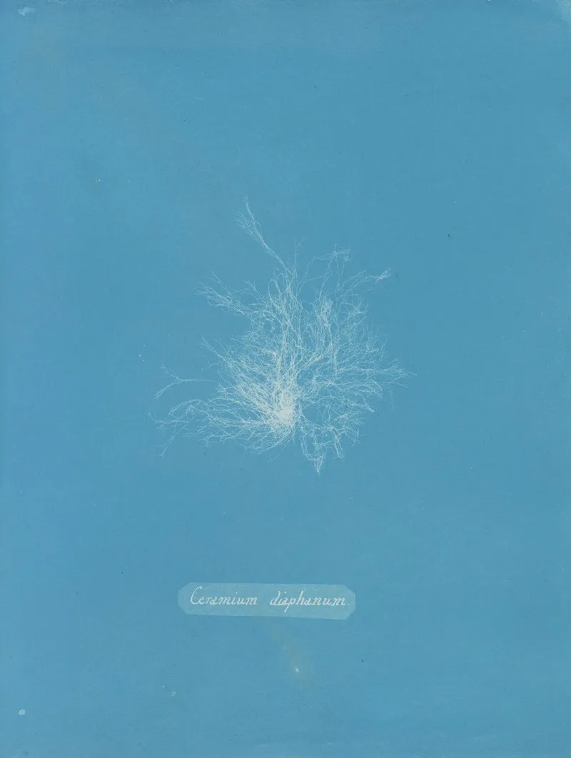 Ceramium Diaphanum Wall Art by Anna Atkins - High-Resolution Digital Print