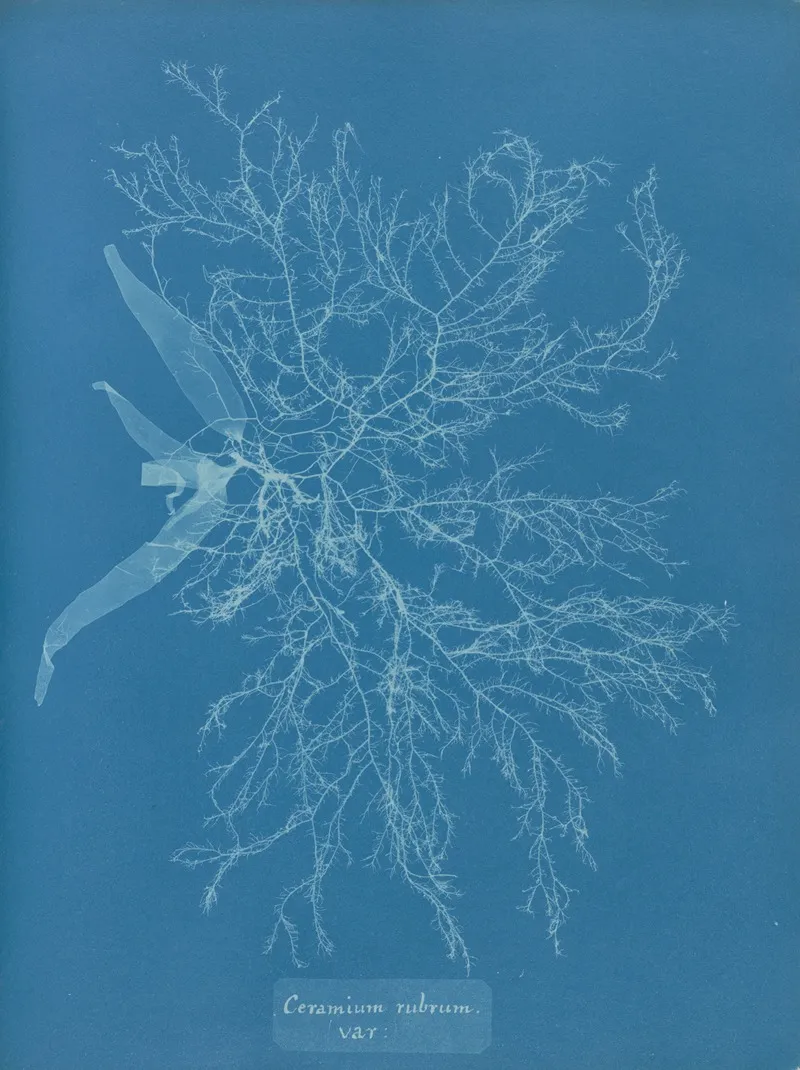 Ceramium Rubrum Var Wall Art by Anna Atkins - High-Resolution Digital Print
