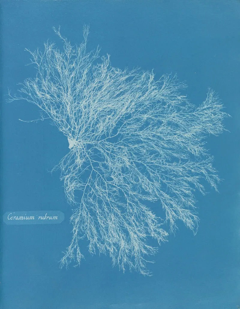 Ceramium Rubrum Wall Art by Anna Atkins - High-Resolution Digital Print