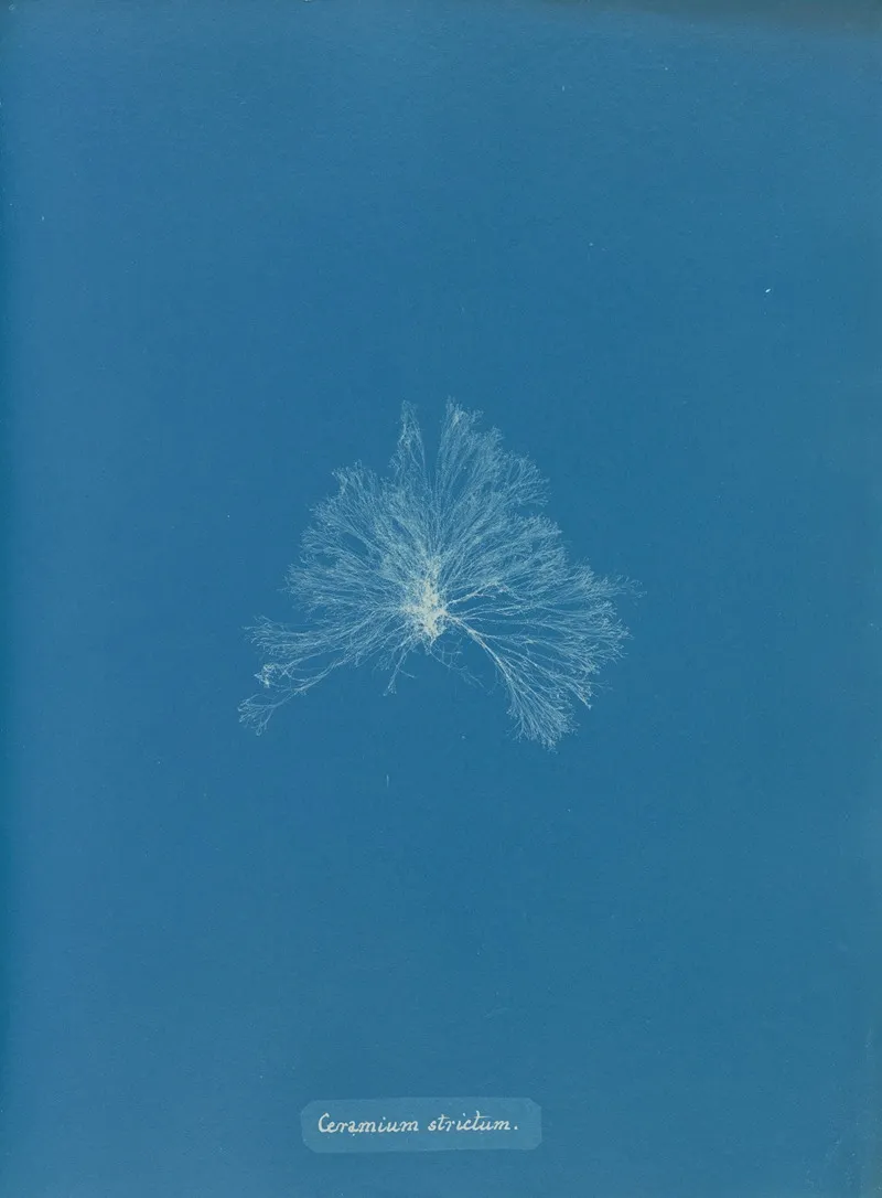 Ceramium Strictum Wall Art by Anna Atkins - High-Resolution Digital Print