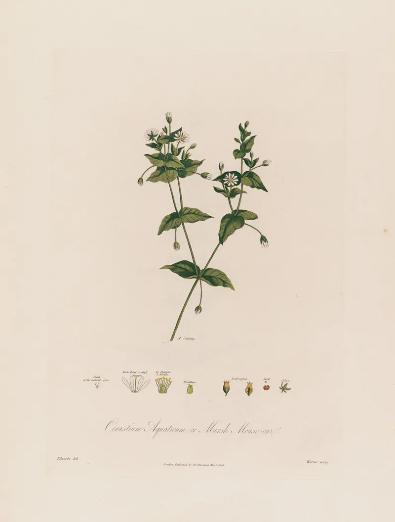 Cerastium Aquaticum Or Marsh Mouse Ear Wall Art by Robert John Thornton - High-Resolution Digital Print