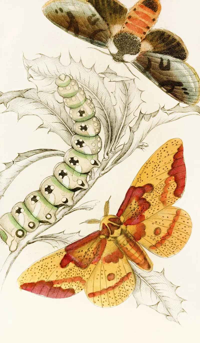 Ceratocampa Imperialis Harpyia Banksiae Wall Art by James Duncan - High-Resolution Digital Print