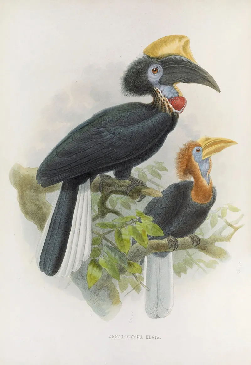 Ceratogymna Elata Wall Art by Daniel Giraud Elliot - High-Resolution Digital Print