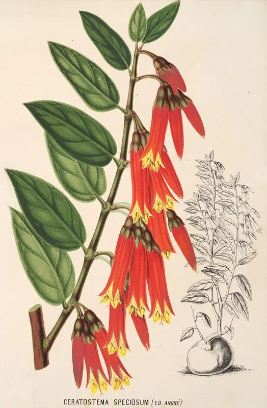 Ceratostema Speciosum Wall Art by Charles Antoine Lemaire - High-Resolution Digital Print