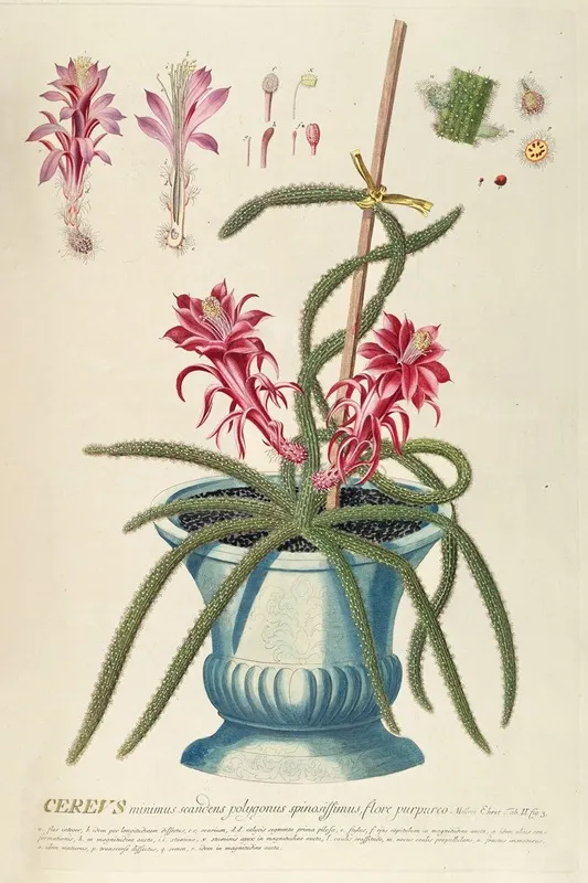Cereus Ii Wall Art by Georg Dionysius Ehret - High-Resolution Digital Print