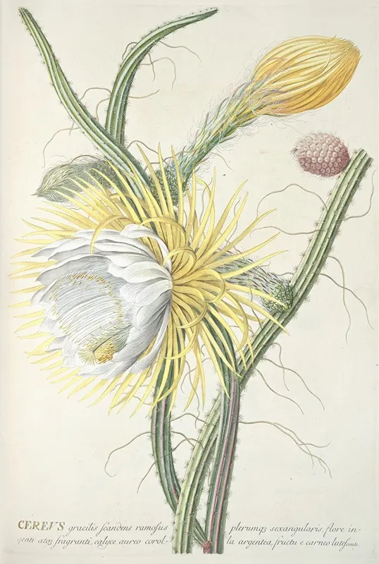 Cereus Iii Wall Art by Georg Dionysius Ehret - High-Resolution Digital Print