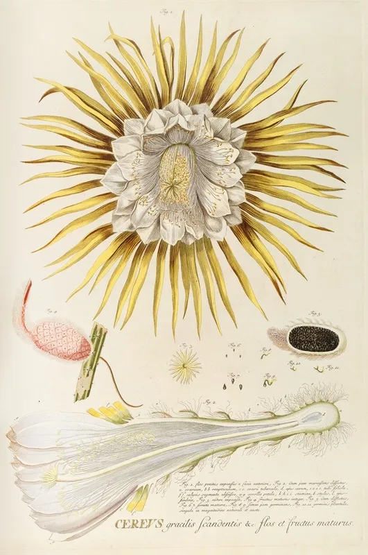 Cereus Iv Wall Art by Georg Dionysius Ehret - High-Resolution Digital Print