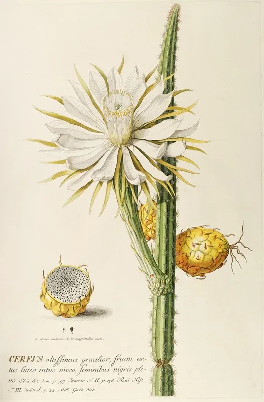 Cereus Wall Art by Georg Dionysius Ehret - High-Resolution Digital Print
