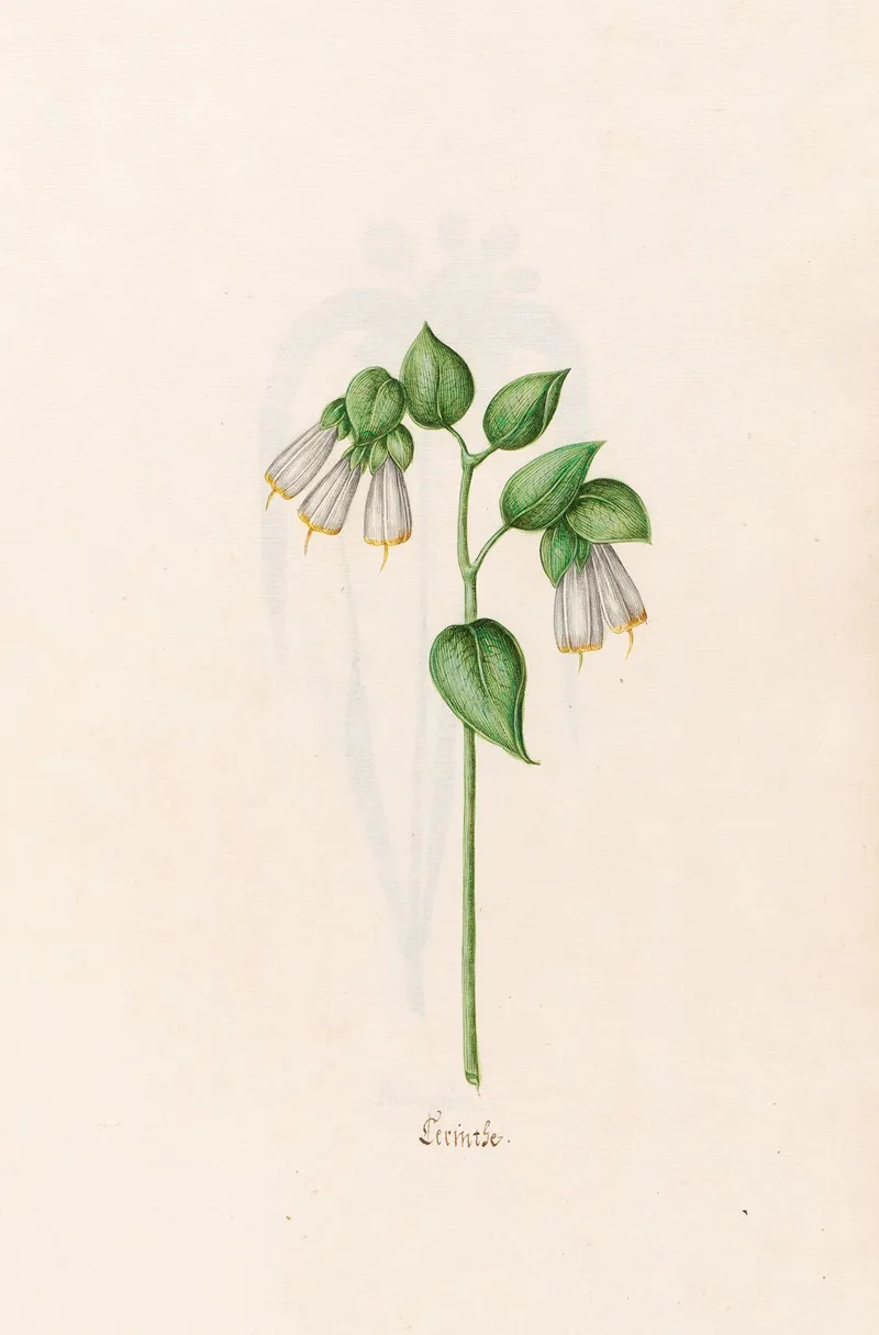 Cerinthe Wall Art by Magdelena Rosina Funck - High-Resolution Digital Print