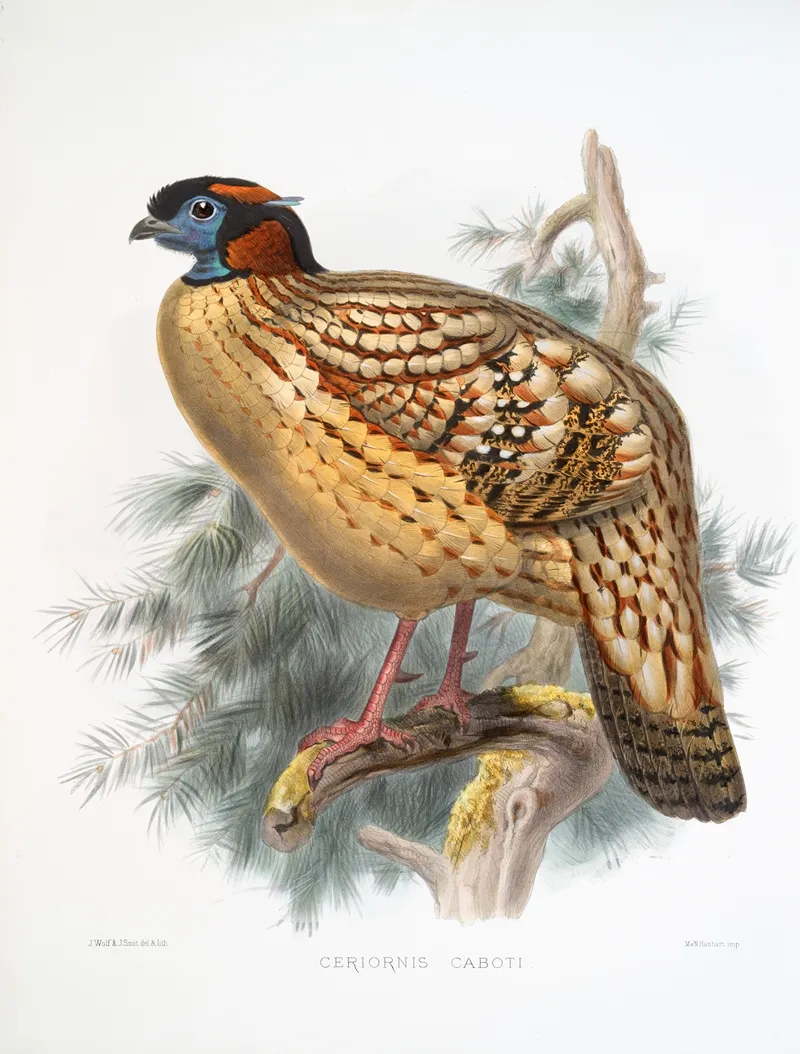 Ceriornis Caboti 2 Wall Art by Joseph Smit - High-Resolution Digital Print
