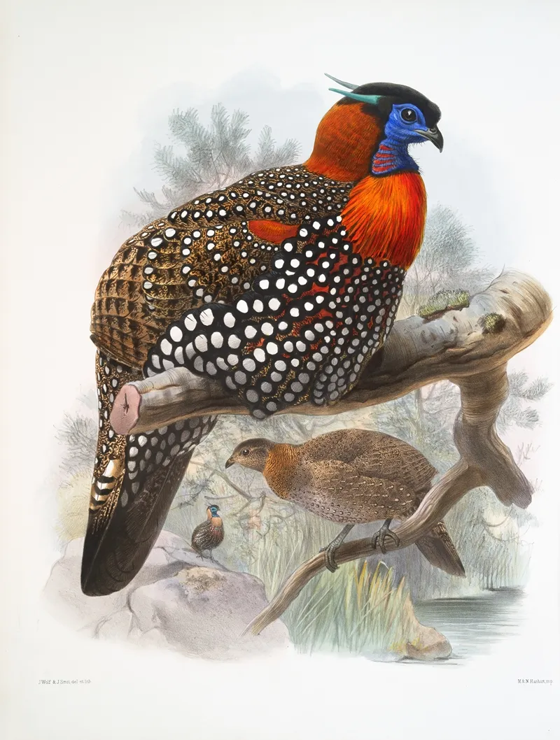 Ceriornis Melanocephala 2 Wall Art by Joseph Smit - High-Resolution Digital Print