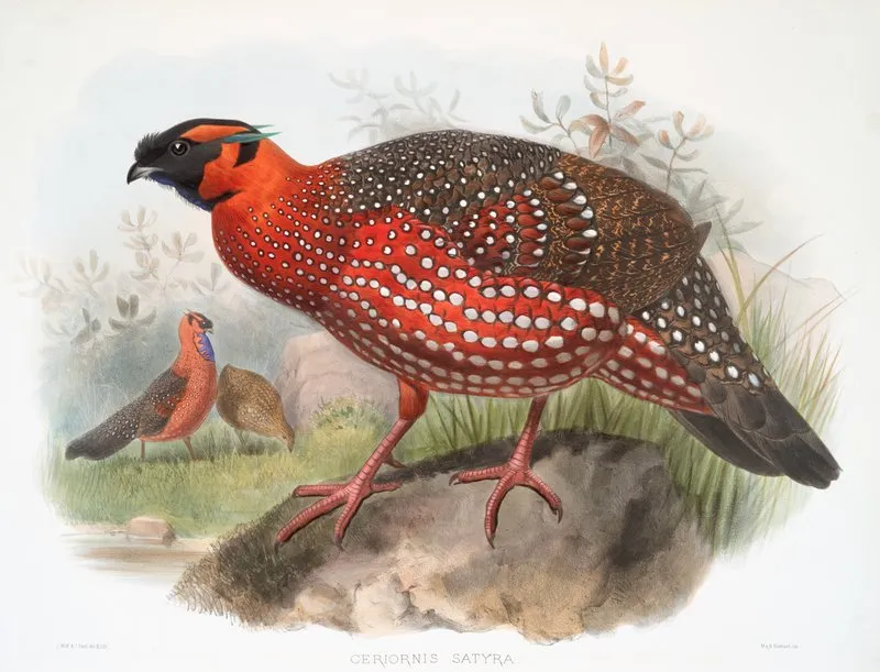 Ceriornis Satyra 2 Wall Art by Joseph Smit - High-Resolution Digital Print
