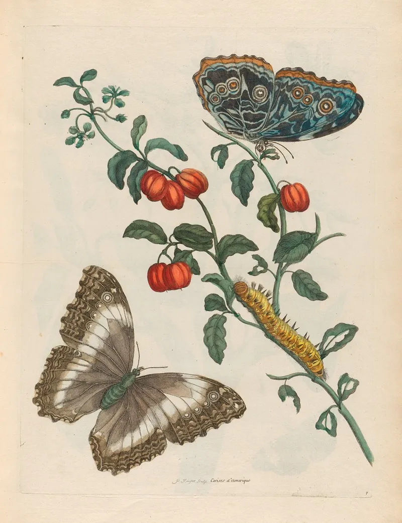 Cerises Damerique 2