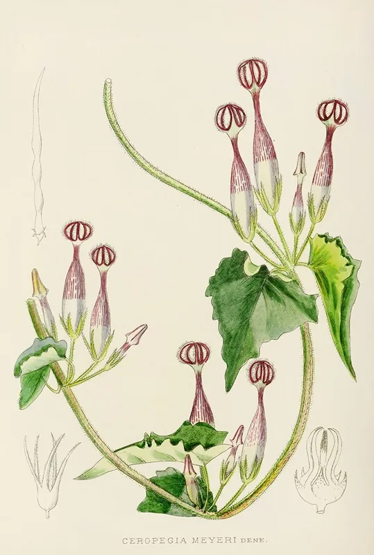 Ceropegia Meyeri Wall Art by Illtyd Buller Pole-Evans - High-Resolution Digital Print