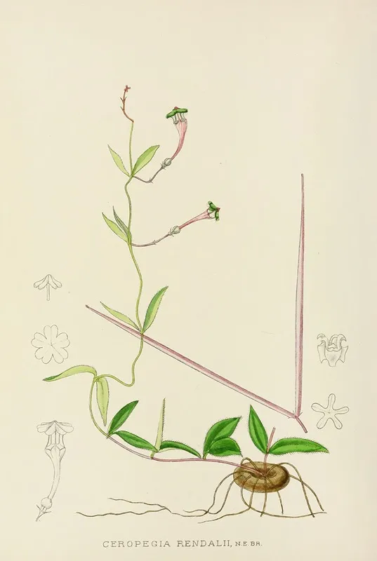 Ceropegia Rendallii Wall Art by Illtyd Buller Pole-Evans - High-Resolution Digital Print