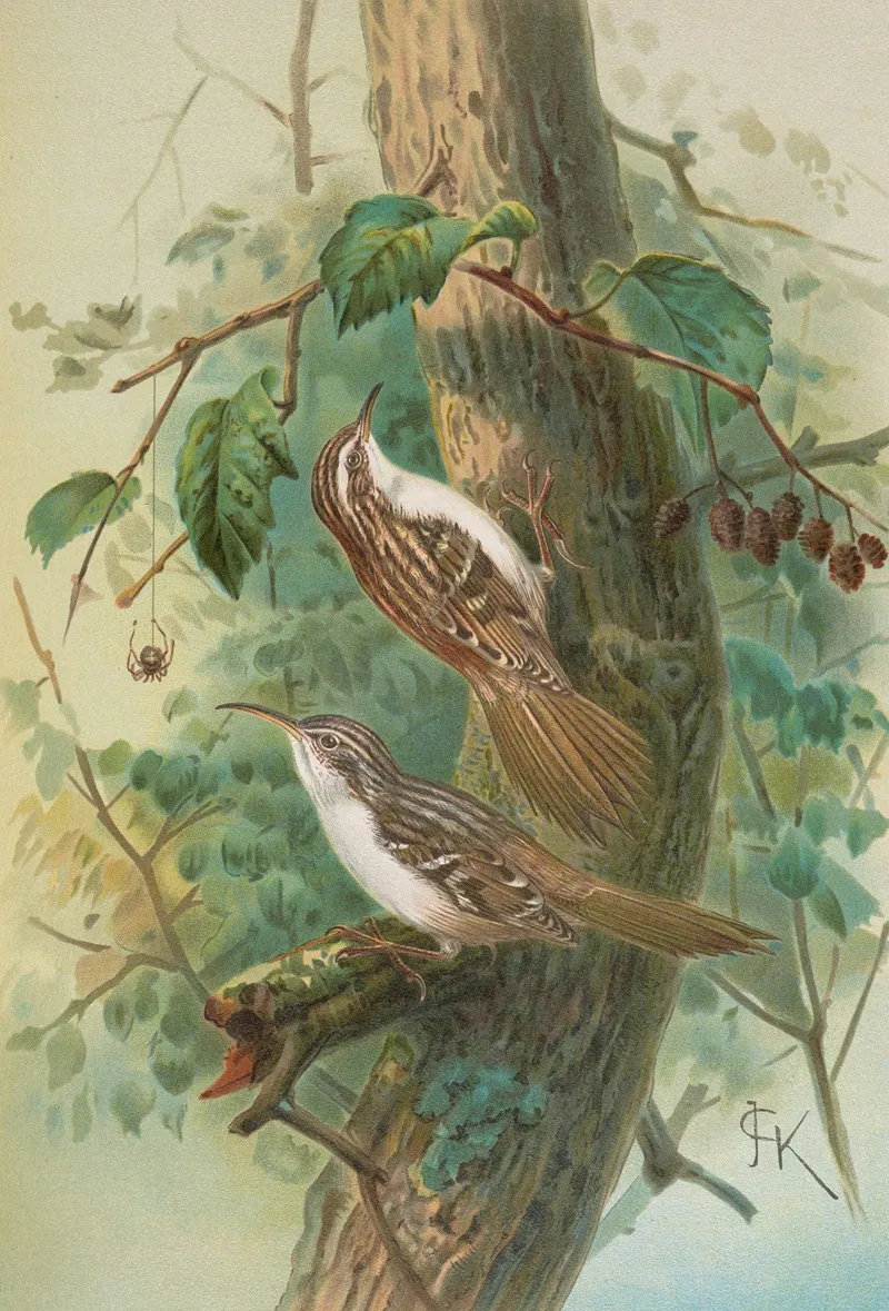 Certhia Familiaris Certhia Familiaris Brachydactyla Wall Art by Johann Friedrich Naumann - High-Resolution Digital Print