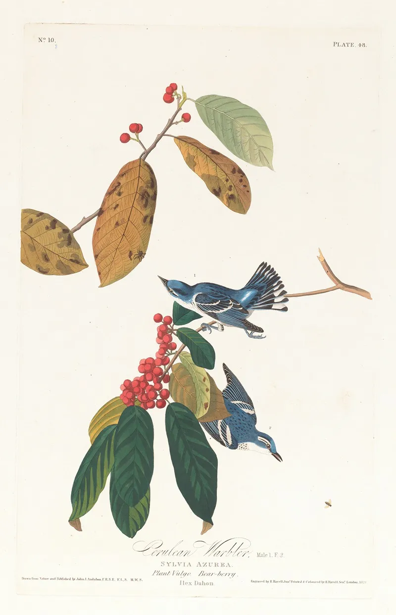 Cerulean Warbler Wall Art by John James Audubon - High-Resolution Digital Print