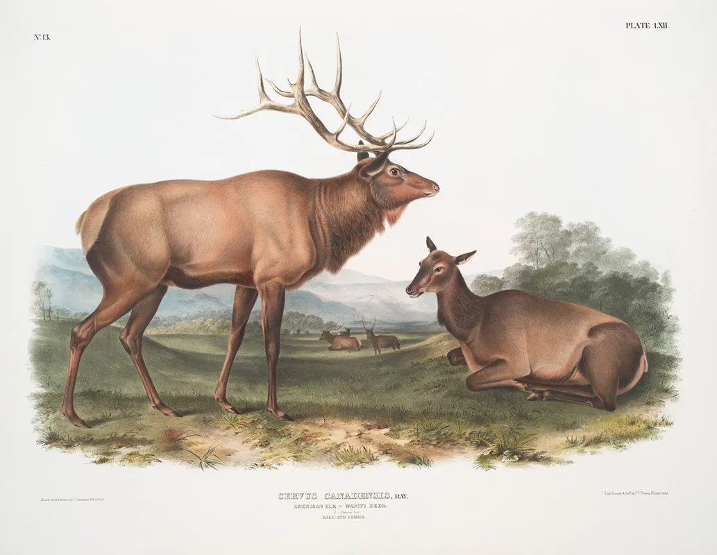 Cervus Canadensis American Elk Wapiti Deer Male And Female Wall Art by John Woodhouse Audubon - High-Resolution Digital Print