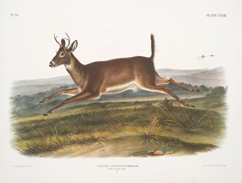 Cervus Leucurus Long Tailed Deer Male Wall Art by John Woodhouse Audubon - High-Resolution Digital Print
