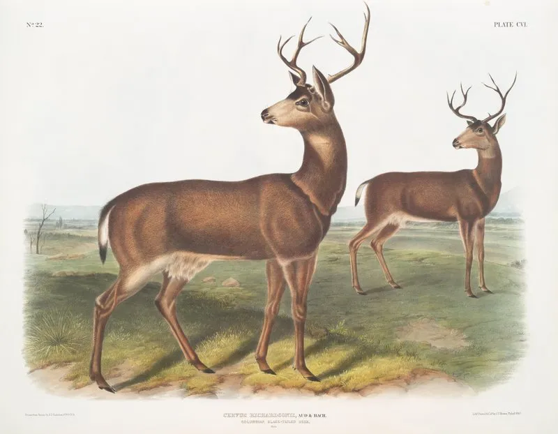 Cervus Richardsonii Columbian Black Tailed Deer Male Wall Art by John Woodhouse Audubon - High-Resolution Digital Print