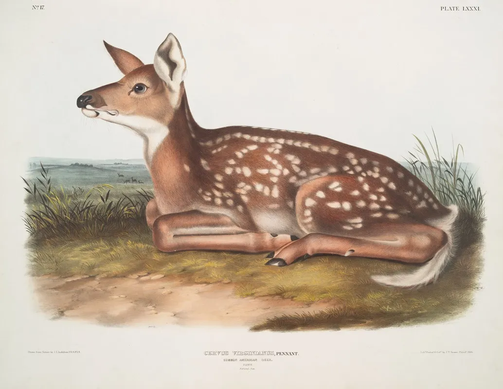 Cervus Virginianus Common American Deer Fawn Natural Size Wall Art by John Woodhouse Audubon - High-Resolution Digital Print