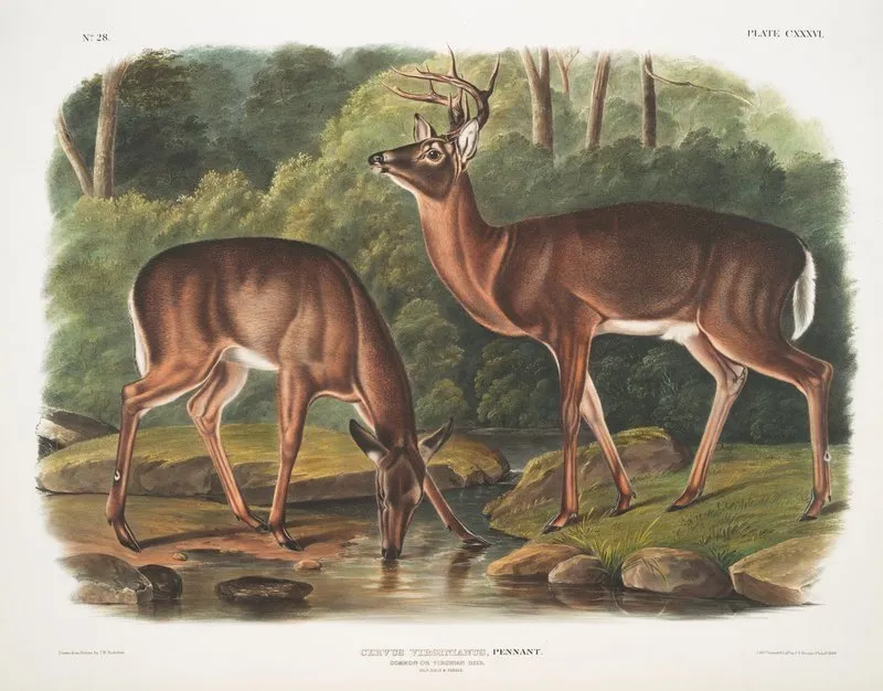 Cervus Virginianus Common Or Virginian Deer Old Male Female Wall Art by John Woodhouse Audubon - High-Resolution Digital Print