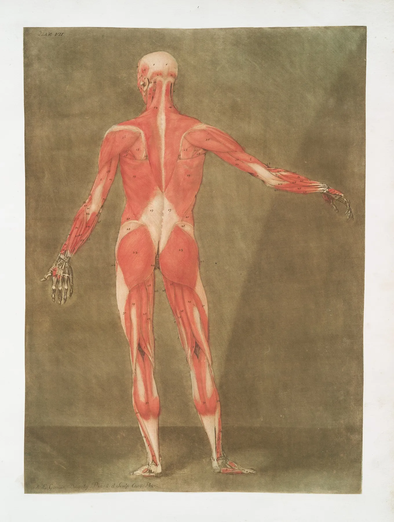 Cette Figure Represente Les Muscles Qui Se Trouvent A La Face Posterieure Du Corps by Arnauld Gautier d'Agoty - High-Resolution Digital Print