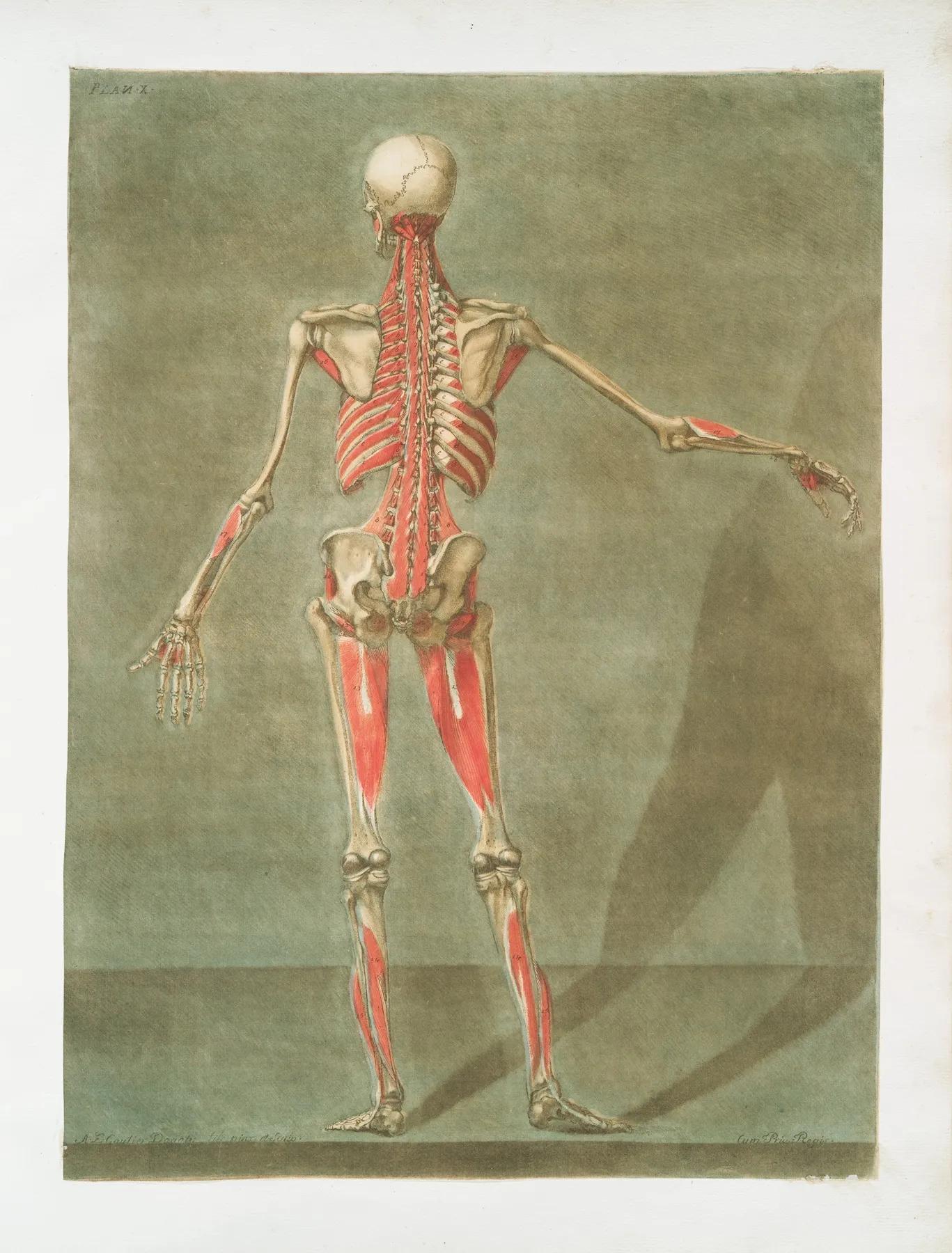 Cette Planche Represente La Derniere Couche Des Muscles Wall Art by Arnauld Gautier d'Agoty - High-Resolution Digital Print